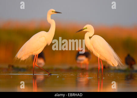 Silberreiher, Silberreiher (Egretta Alba, Casmerodius Albus, Ardea Alba), zwei Graet Reiher mit Zucht Gefieder im Morgenlicht, Ungarn Stockfoto