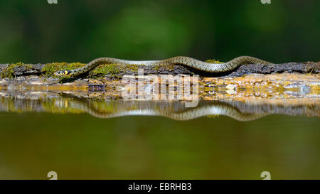 Ringelnatter (Natrix Natrix), am Wasser Mit Spiegelbild, Deutschland Stockfoto