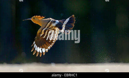 Wiedehopf (Upupa Epops), fliegen bei Gegenlicht, Ungarn Stockfoto