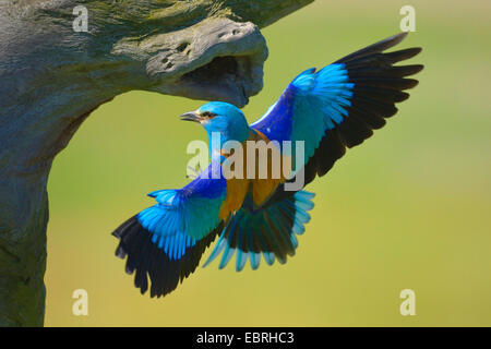 Blauracke (Coracias Garrulus), Landung in seine Zucht-Höhle, Ungarn Stockfoto