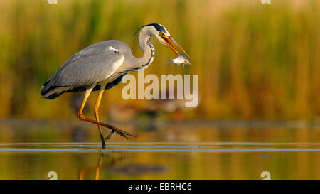 Graureiher (Ardea Cinerea), Erwachsene mit Gefangenen Beute, Ungarn Stockfoto