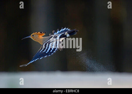 Wiedehopf (Upupa Epops), fliegen bei Gegenlicht, Ungarn Stockfoto