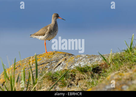 gemeinsamen Rotschenkel (Tringa Totanus), Sicherung der Altvogel stehend auf einem Bein, Island Stockfoto