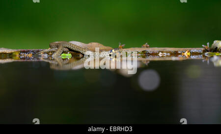 Ringelnatter (Natrix Natrix), am Wasser mit Spiegelbild, Ungarn Stockfoto