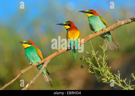 Europäische Biene-Esser (Merops Apiaster), drei Bienenfresser auf einem Ast in der Morgensonne, Ungarn Stockfoto