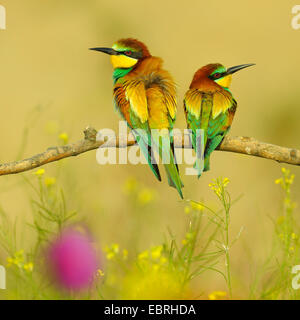 Europäische Biene-Esser (Merops Apiaster), Zuchtpaar auf den Ausblick in eine Blumenwiese, Ungarn Stockfoto