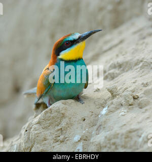 Europäische Biene-Esser (Merops Apiaster), sitzt an der Wand mit der Zucht-Höhle, Ungarn Stockfoto