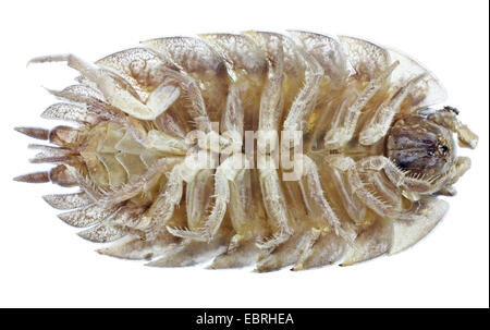 gemeinsamen Assel, gemeinsame Sowbug, grauen Garten Assel (Oniscus Asellus), Makroaufnahme von der unteren Seite des weiblichen Assel Stockfoto