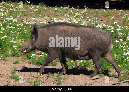 Wildschwein, Schwein, Wildschwein (Sus Scrofa), Spaziergänge auf einem brachliegenden Feld und speist einen Apfel, Deutschland Stockfoto