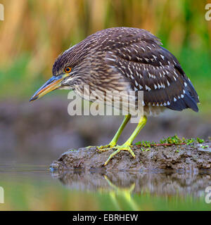 Schwarz-gekrönter Nachtreiher (Nycticorax Nycticorax), Jungvogel lauern auf Beute, Ungarn Stockfoto