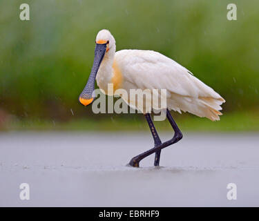 weiße Löffler (Platalea Leucorodia), Spaziergänge durch flaches Wasser in strömendem Regen, Ungarn Stockfoto