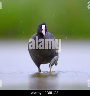 schwarzen Blässhuhn (Fulica Atra), Spaziergänge durch seichtes Wasser in strömendem Regen, Ungarn Stockfoto