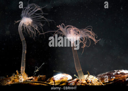 Nickend Hydroid (Corymorpha Nutans, Steenstrupia Nutans), wirbeln Stockfoto