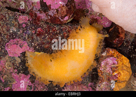 Nacktschnecke (Tritonia Hombergi, Tritonia Hombergii, Tritonia Alba), auf einem Felsen Stockfoto