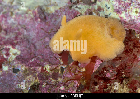 Meer-Zitrone (Doris Pseudoargus, Archidoris Pseudoargus, Archidoris Tuberculata) Stockfoto