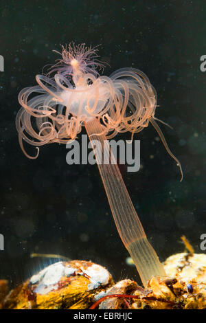 Nickend Hydroid (Corymorpha Nutans, Steenstrupia Nutans), wirbeln Stockfoto