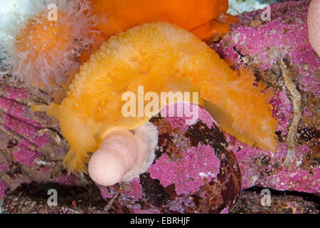 Nacktschnecke (Tritonia Hombergi, Tritonia Hombergii, Tritonia Alba), auf einem Felsen Stockfoto