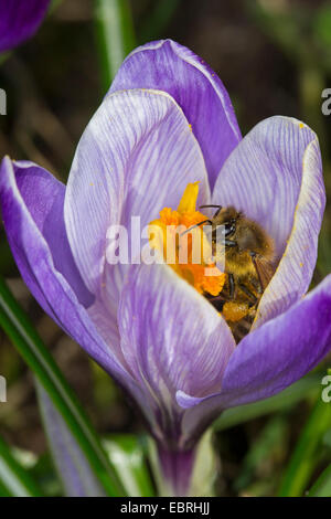 Honigbiene, Bienenkorb Biene (Apis Mellifera Mellifera), auf eine Krokus Blume, Deutschland Stockfoto