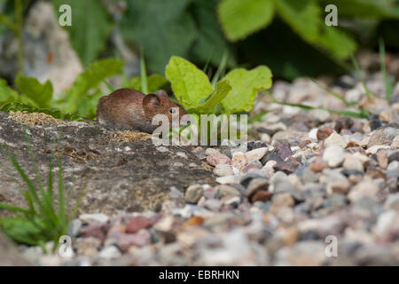 Rötelmaus (Clethrionomys Glareolus, Myodes Glareolus), auf den Feed, Deutschland Stockfoto