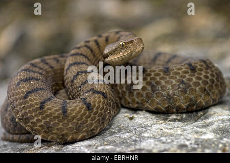 ASP Viper, Aspik Viper (Vipera Aspis), bedrohlich, Nahaufnahme, Frankreich Stockfoto