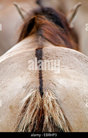 Dülmen Pony, Dulmen Pony, Duelmener Wildpferd, Dulmener Wildpferd (Equus Przewalskii F. Caballus), Rückansicht, Abschnitt, Germany, North Rhine-Westphalia, Dülmen Stockfoto