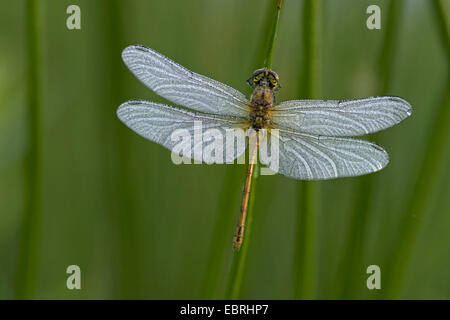 gemeinsamen Sympetrum, gemeinsame Darter (Sympetrum Striolatum), an einem Grashalm, Draufsicht, bedeckt mit dem Tau, Belgien Stockfoto