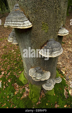 Pilz, Zunder Halterung (Zündstoff Fomentarius), der Hufe auf Buche Stamm, Niederlande Stockfoto