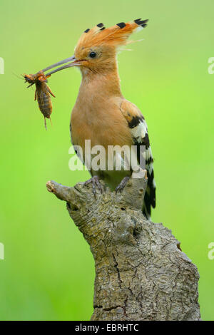 Wiedehopf (Upupa Epops), auf einen Baum Haken mit einer Mole Cricket in der Rechnung, Ungarn Stockfoto