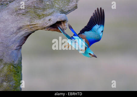 Blauracke (Coracias Garrulus), fliegen aus der Zucht-Höhle, Ungarn Stockfoto