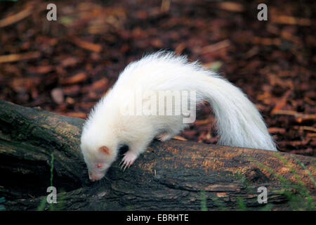 Striped Skunk (Mephitis Mephitis), Pup, Albino, USA Stockfoto