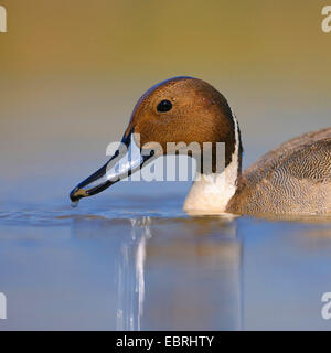 nördliche Pintail (Anas Acuta), männliche in der Zucht Gefieder, Ungarn Stockfoto