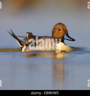 nördliche Pintail (Anas Acuta), Sqimming männlich in der Zucht Gefieder, Ungarn Stockfoto