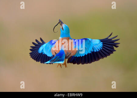 Blauracke (Coracias Garrulus), im Flug mit Gefangenen colubrine Schlange in der Rechnung, Ungarn Stockfoto