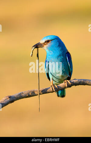 Blauracke (Coracias Garrulus), auf den Ausblick mit colubrine Schlange in der Rechnung, Ungarn Stockfoto