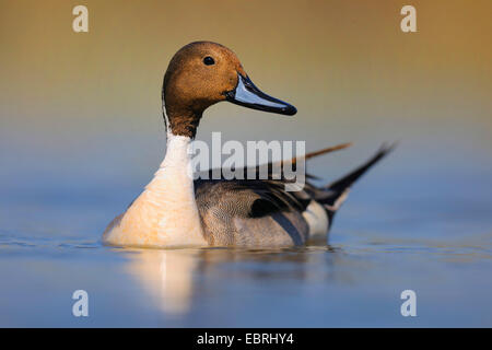 nördliche Pintail (Anas Acuta), Sqimming männlich in der Zucht Gefieder, Ungarn Stockfoto