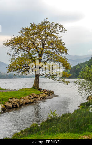 Baum an der Seite von einem Andrang zu Lake Buttermere im Lake District, Großbritannien, England, Lake District National Park Stockfoto