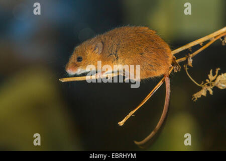 Alten Welt Zwergmaus (Micromys Minutus), sitzt auf einem trockenen Blattstiel Stockfoto