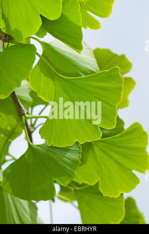 tausend-Baum, Ginkgo-Baum, Ginkgo, Ginko Baum (Ginkgo Biloba), Blätter an einem Ast Stockfoto