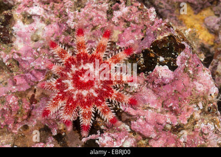 Gemeinsame Sonne Stern, stachelige sun star, stacheligen Sunstar (Crossaster Papposus, Solaster Papposus) Stockfoto