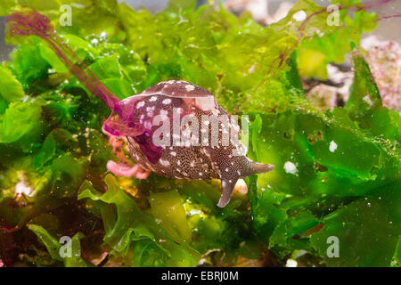 kleine rosa Meer Hasen, gemeinsamen Meer Hasen (Aplysia Rosea, Aplysia Trommler), die Freigabe Wolken von Tinte, die Angreifer zu blenden Stockfoto