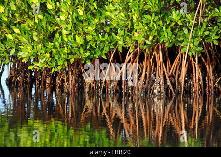 rote Mangroven (Rhizophora Mangle), Mangroven mit Stelzen Wurzeln, USA, Florida, Sanibel Island Stockfoto