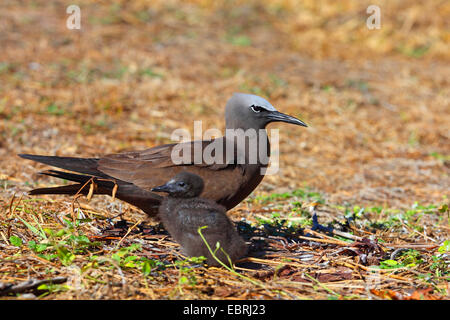 Gemeinsamen Noddy, Brown Noddy (Anous Stolidus), Wachen Küken auf dem Boden, Seychellen, Bird Island Stockfoto