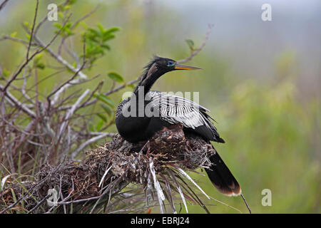 Amerikanische Darter (Anhinga Anhinga), sitzt Männchen auf eine Bromelie, USA, Florida, Everglades Nationalpark Stockfoto