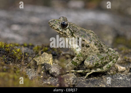 Petersilie-Frosch, Grasfrosch Petersilie, Schlamm-Taucher, gefleckte Schlamm Frosch, Frankreich Stockfoto