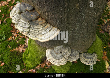 Pilz, Zunder Halterung (Zündstoff Fomentarius), der Hufe auf Buche Stamm, Niederlande Stockfoto