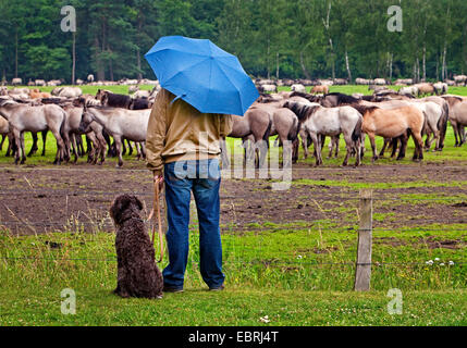 Dülmen pony, Dulmen Pony, Duelmener Wildpferd, Dulmener Wildpferd (Equus Przewalskii F. Caballus), Besucher mit Hund, einen Blick auf die Wildpferde in Dülmen, Deutschland, North Rhine-Westphalia, Dülmen Stockfoto