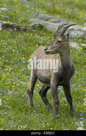 Alpensteinbock (Capra Ibex, Capra Ibex Ibex) In Alp, Savoie, Frankreich, Nationalpark Vanoise Stockfoto