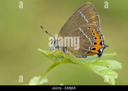 Schwarz-Zipfelfalter (Satyrium Pruni), auf einem Blatt, Belgien Stockfoto