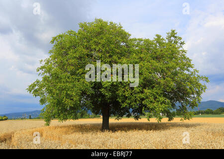 Walnuss (Juglans Regia), einziger Baum auf einem Feld, Deutschland Stockfoto