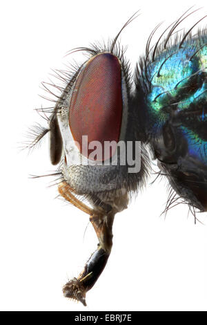 Schaf Maden fliegen, Makro-Ahop des Leiters der Schafe Schmeißfliege, Greenbottle (Lucilia Sericata) ein Stockfoto